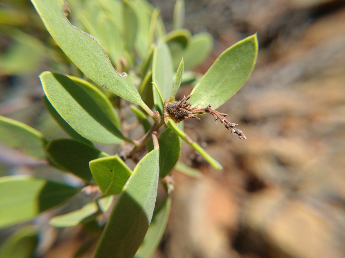 Arctostaphylos bakeri ssp. sublaevis