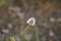 Trifolium columbinum