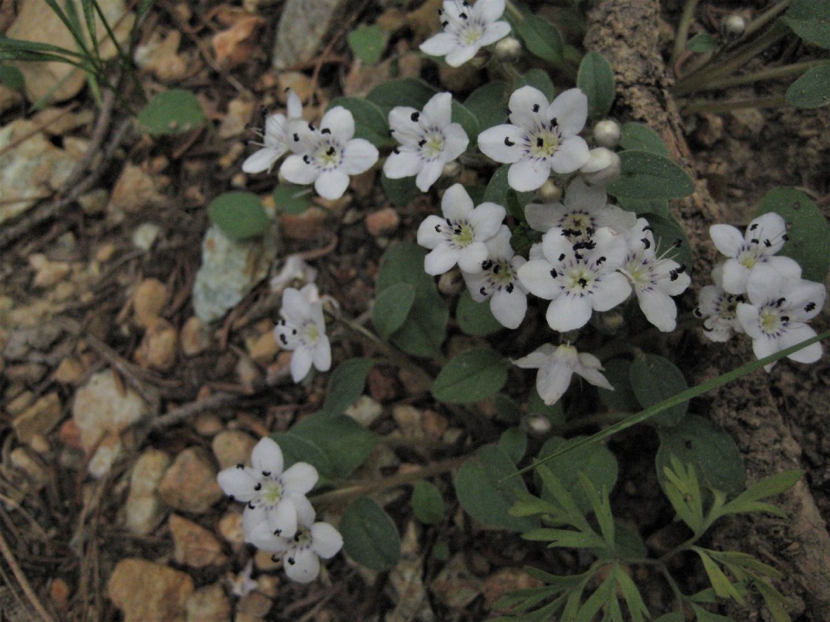 Howellanthus dalesianus