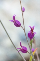 Streptanthus albidus ssp. peramoenus