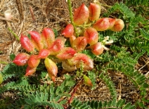 Astragalus nuttallii var. virgatus