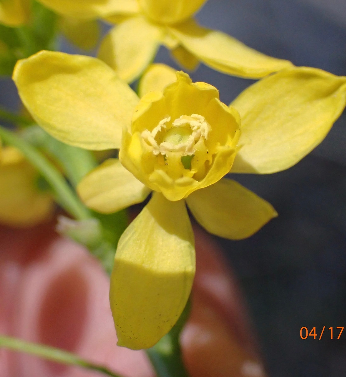 Berberis aquifolium var. dictyota