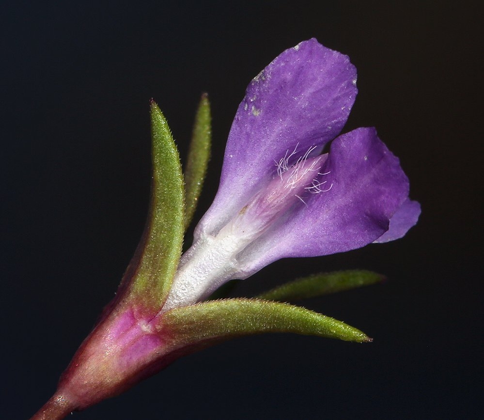 Collinsia sparsiflora var. collina