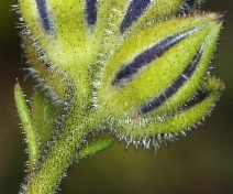 Gilia tricolor