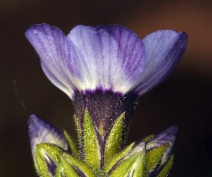 Gilia tricolor ssp. tricolor