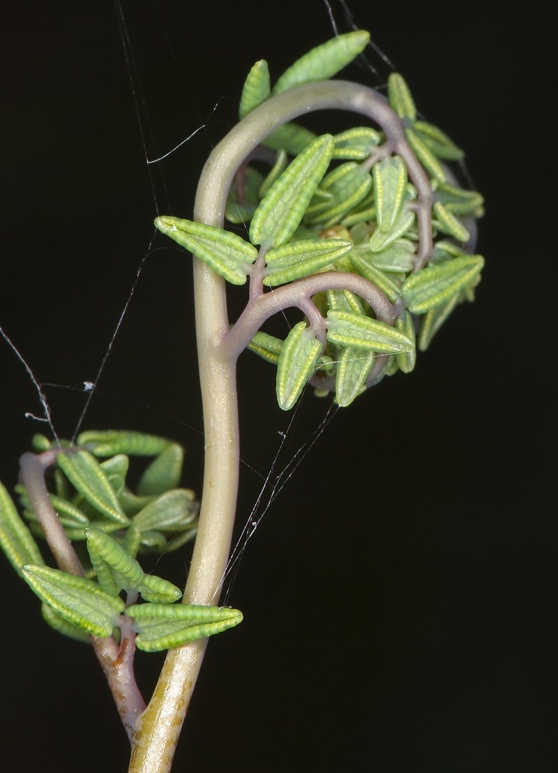Pellaea andromedifolia