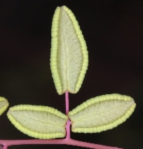 Pellaea andromedifolia var. andromedifolia