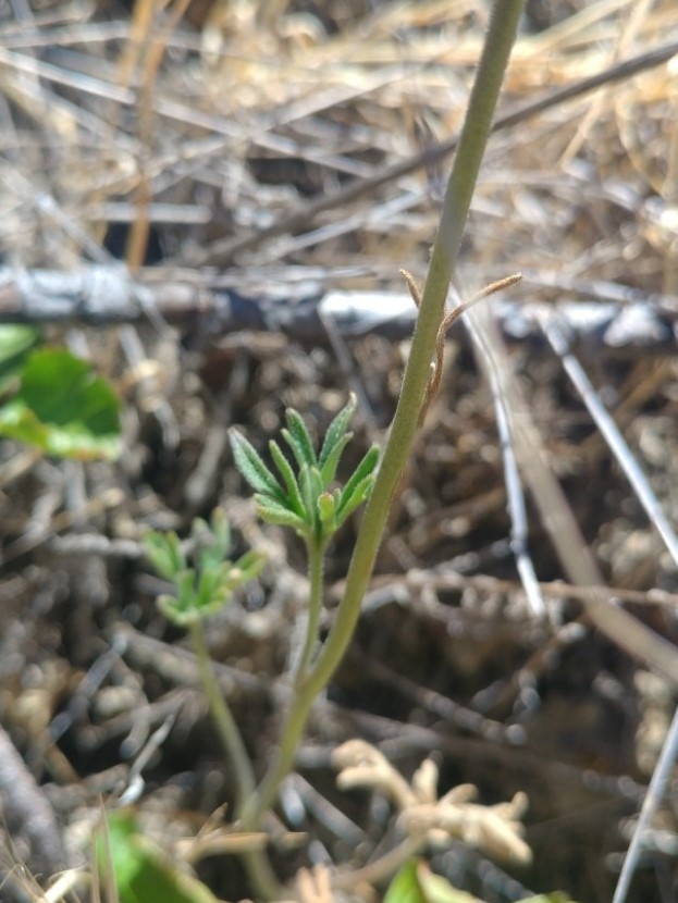 Delphinium hesperium ssp. hesperium