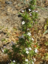 Navarretia hamata ssp. parviloba