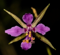 Clarkia stellata