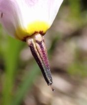 Dodecatheon alpinum
