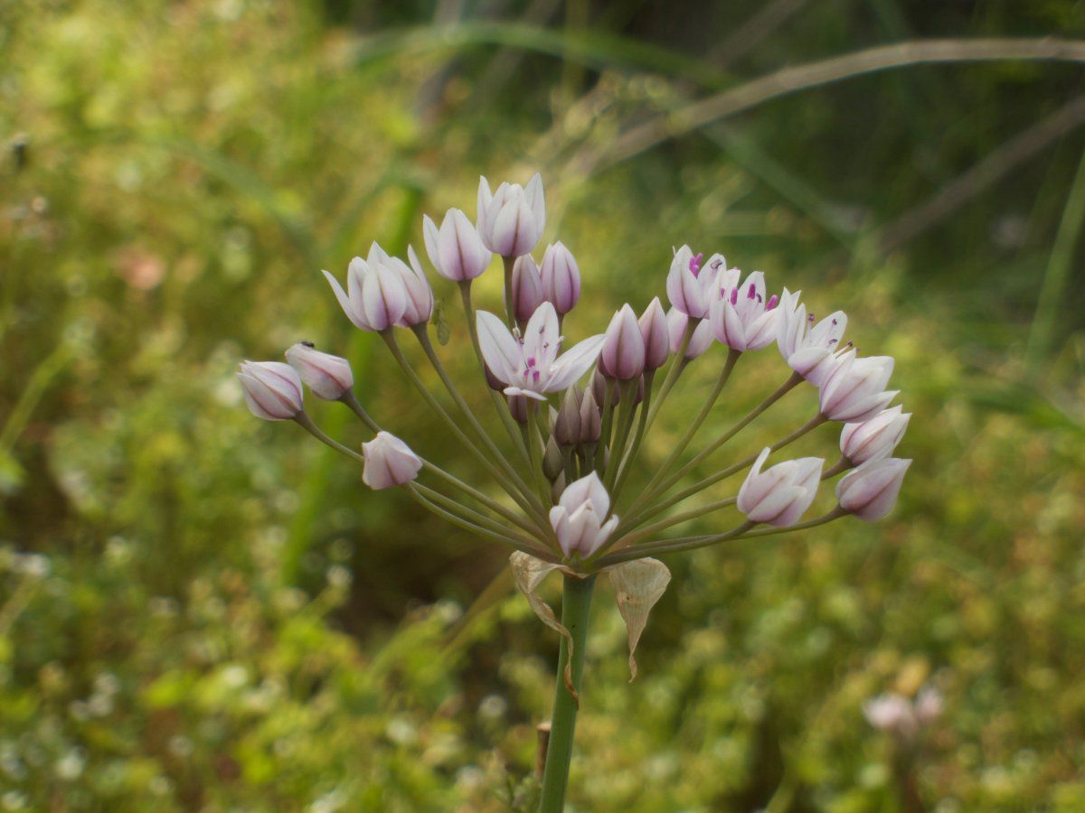 Allium praecox