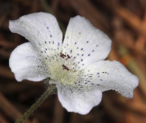 Nemophila menziesii ssp. atomaria