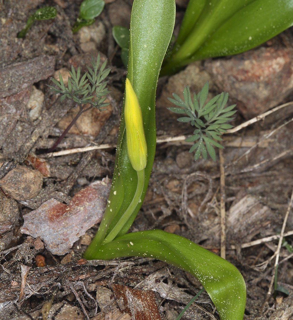 Erythronium grandiflorum ssp. grandiflorum