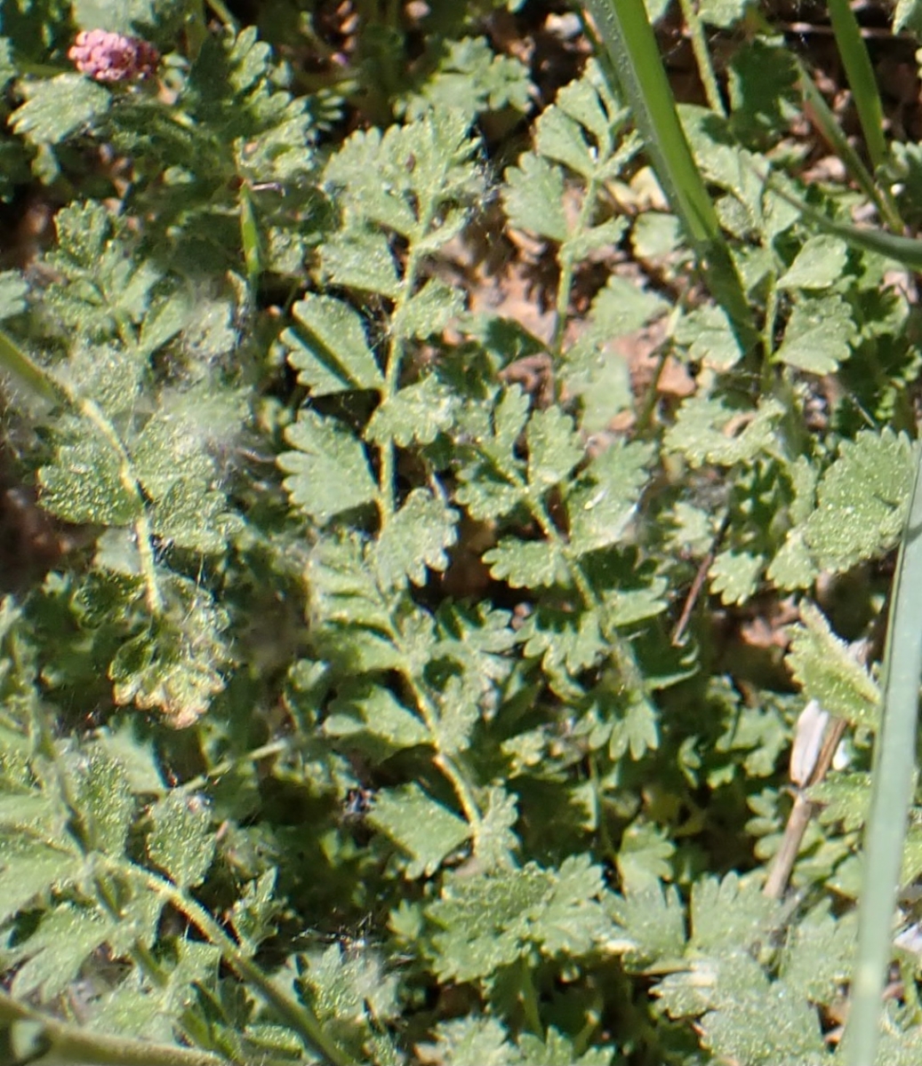 Horkelia fusca var. parviflora