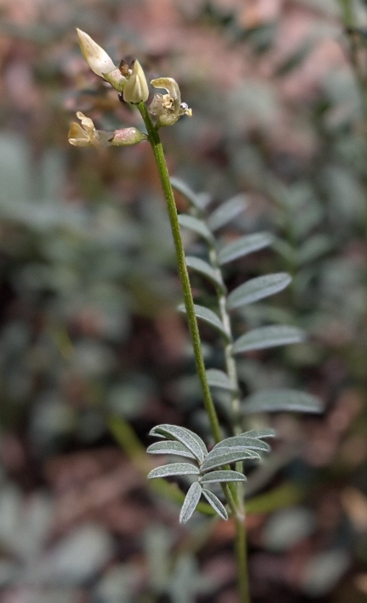 Astragalus whitneyi var. siskiyouensis