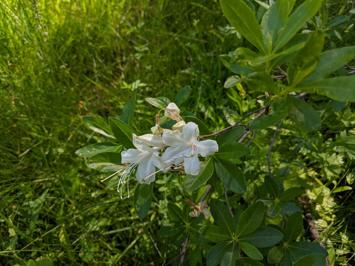 Rhododendron occidentale