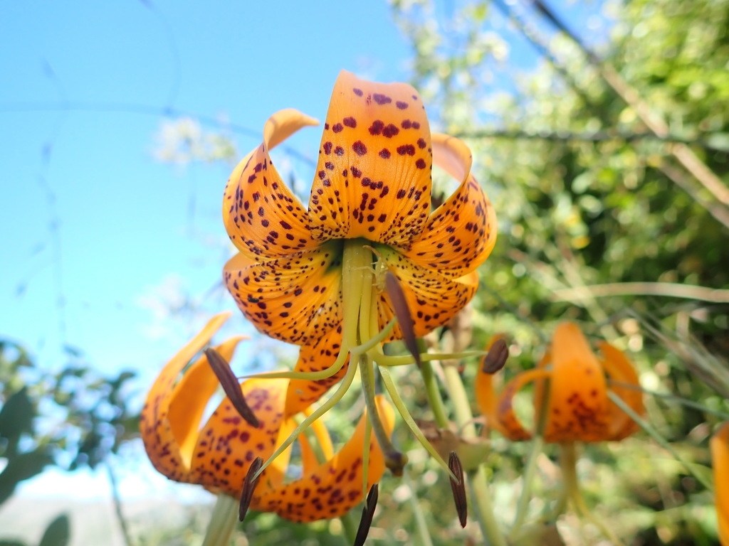 Lilium humboldtii ssp. humboldtii