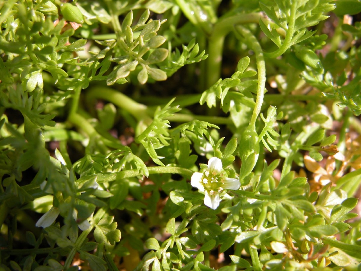 Limnanthes douglasii ssp. ornduffii