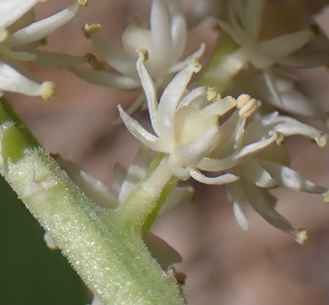 Maianthemum racemosum