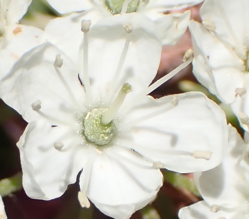 Rhododendron columbianum