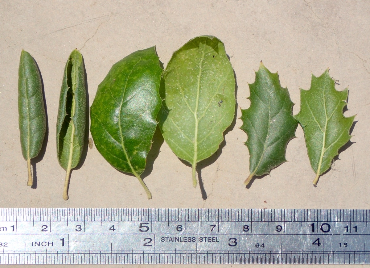 Quercus agrifolia var. agrifolia