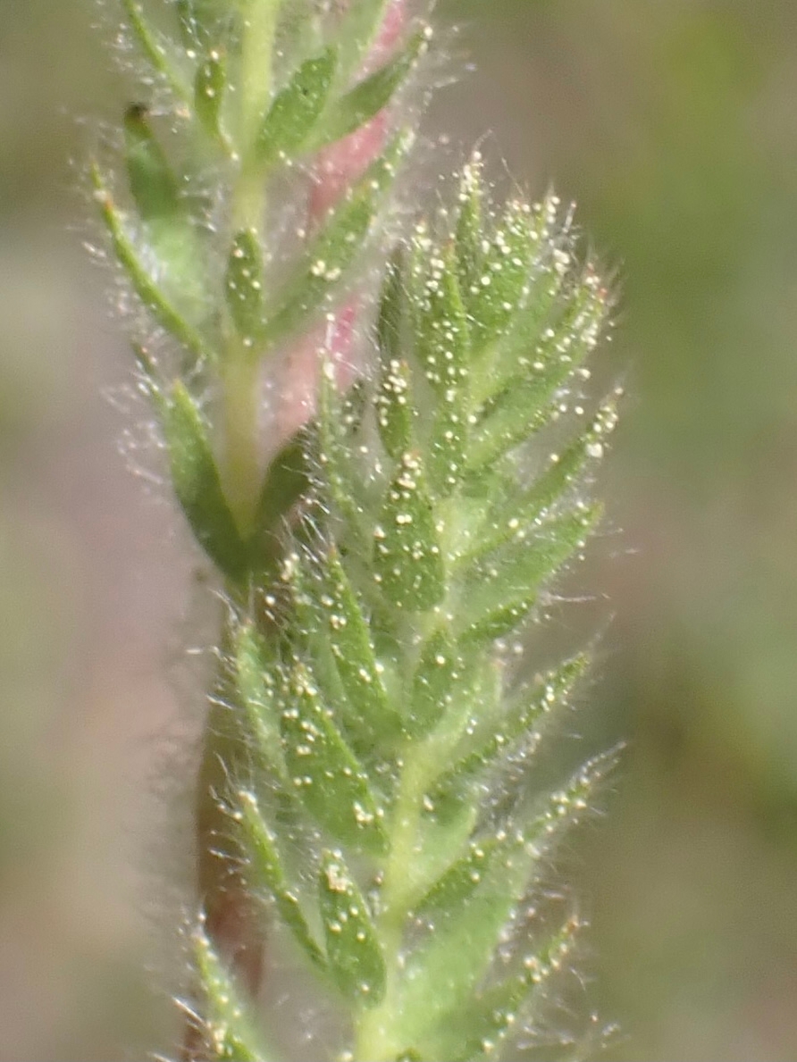 Ivesia unguiculata