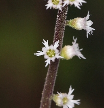 Ozomelis diversifolia
