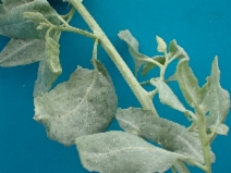 Atriplex lentiformis ssp. lentiformis