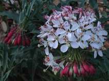 Camissonia boothii ssp. decorticans