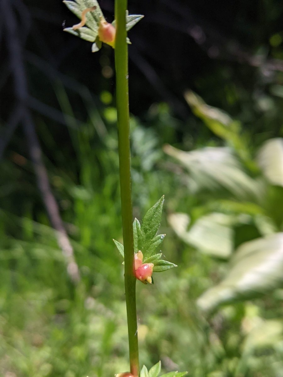 Aconitum columbianum ssp. viviparum
