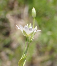 Stellaria longipes var. longipes