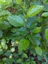 Alnus viridis ssp. sinuata