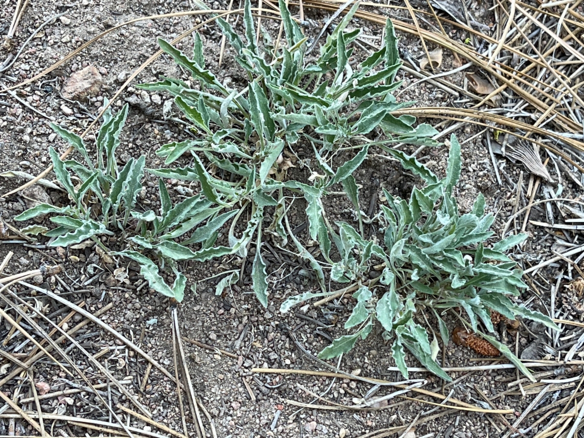 Viola pinetorum ssp. grisea