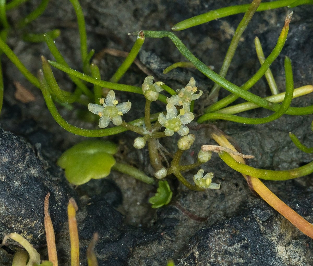 Lilaeopsis masonii