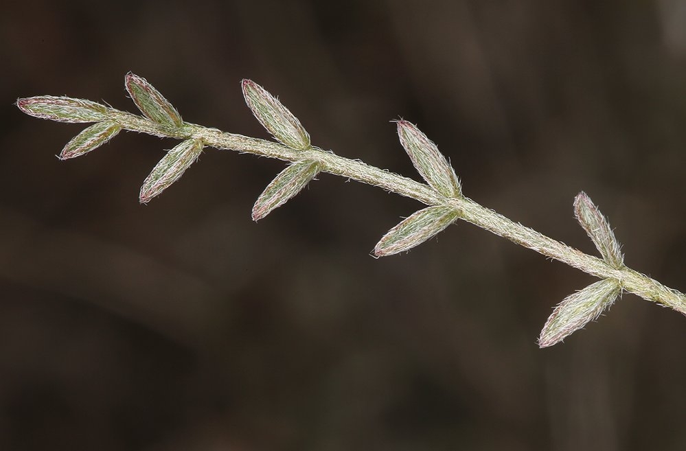 Astragalus obscurus