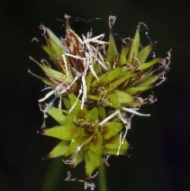 Carex illota