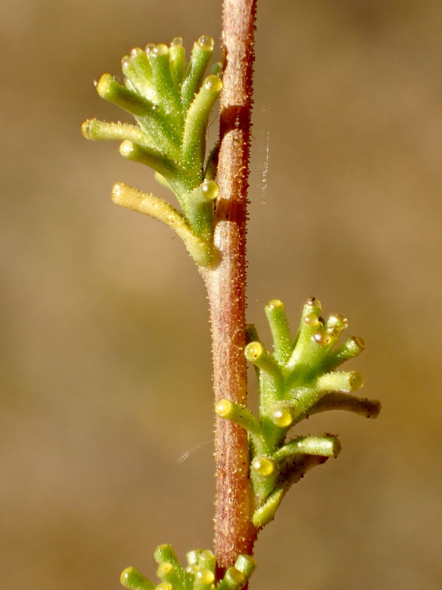 Holocarpha virgata ssp. elongata