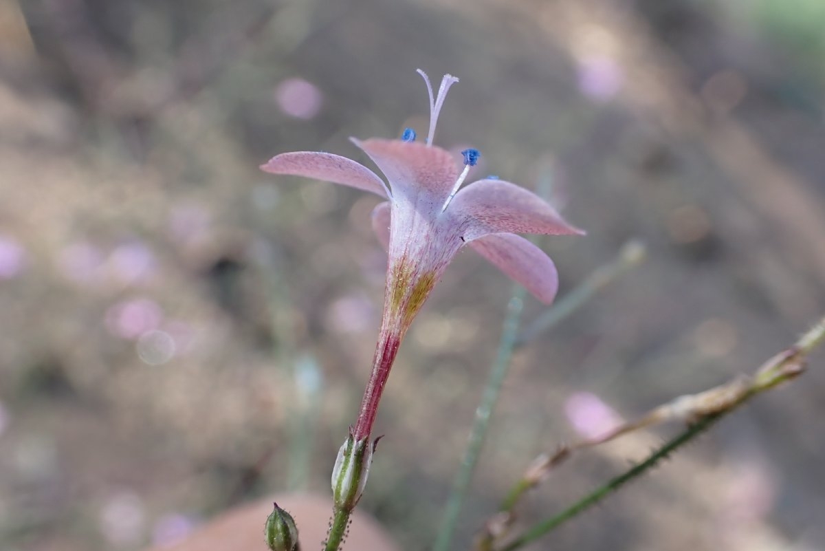 Saltugilia splendens ssp. grantii