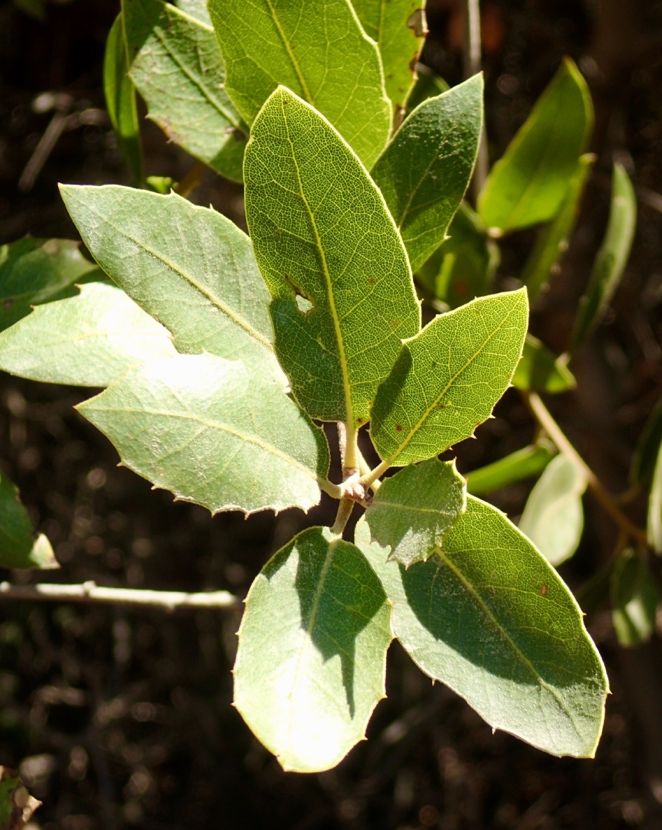 Quercus cedrosensis