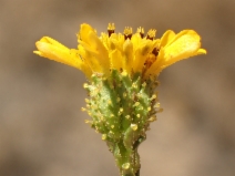 Holocarpha virgata ssp. elongata