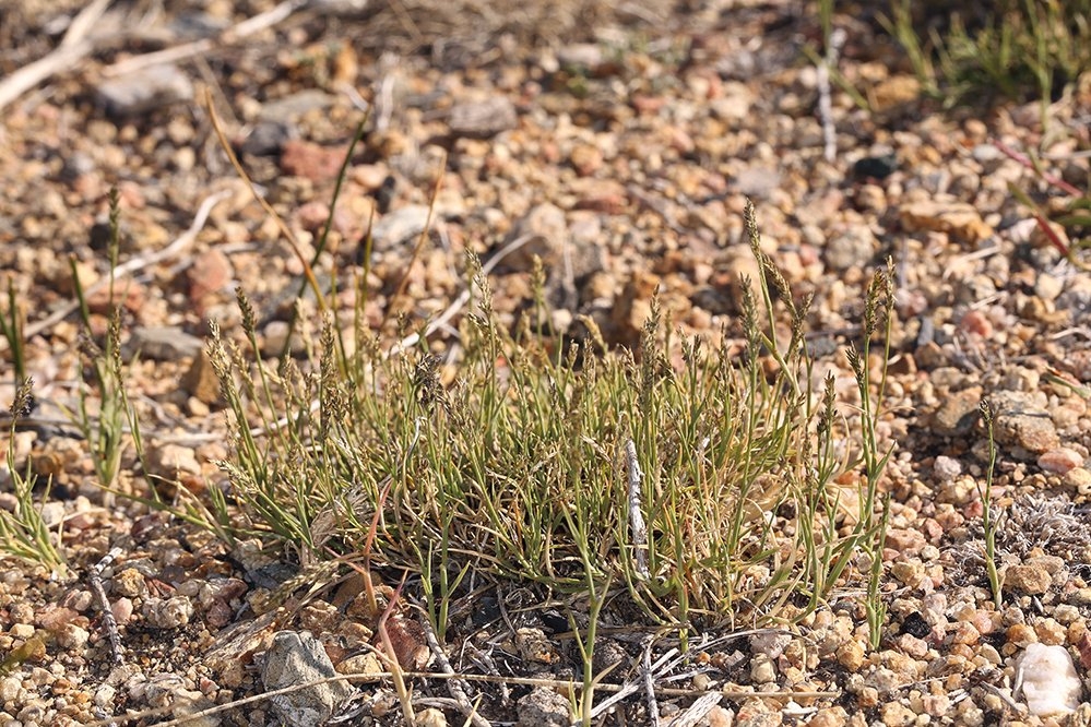 Muhlenbergia richardsonis