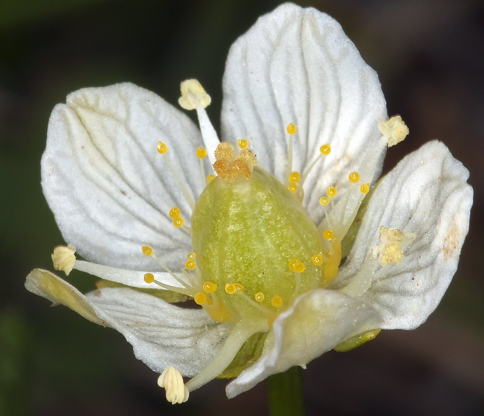 Parnassia parviflora