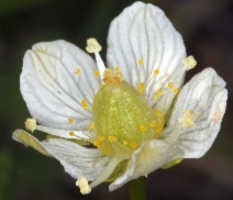 Parnassia palustris var. parviflora