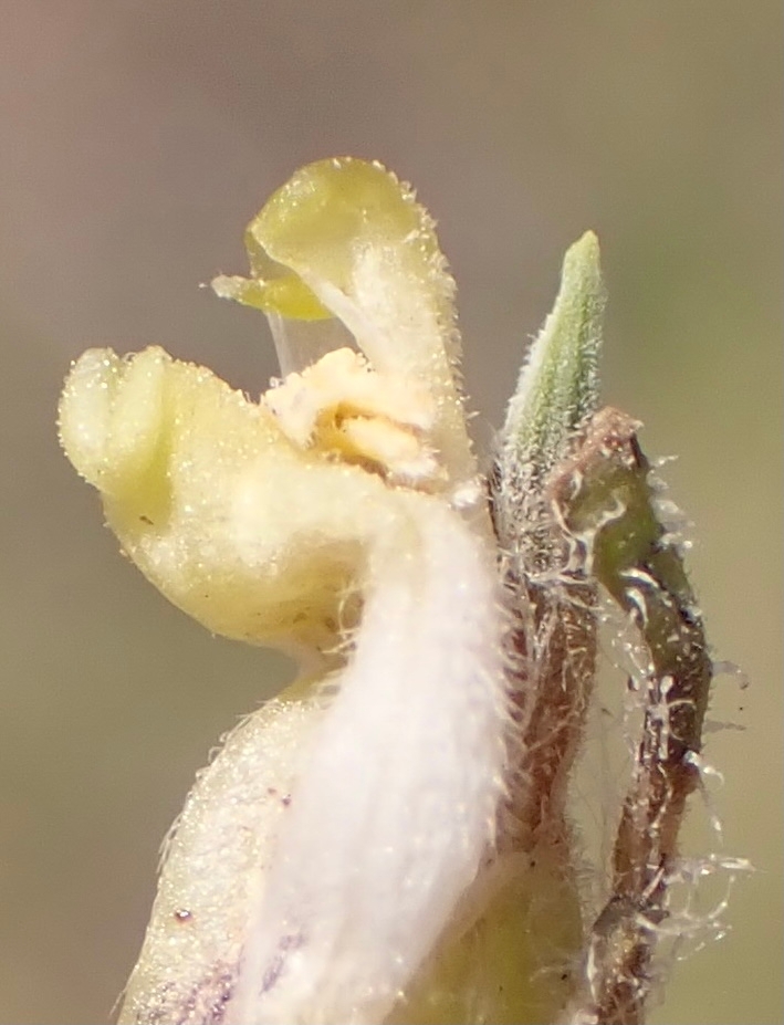 Cordylanthus rigidus ssp. rigidus