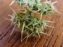 Chorizanthe cuspidata ssp. cuspidata