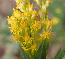 Solidago canadensis ssp. elongata
