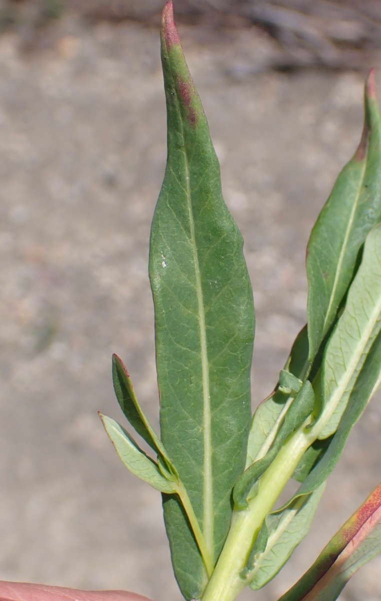 Chamerion angustifolium ssp. circumvagum