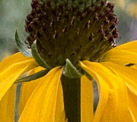Rudbeckia californica
