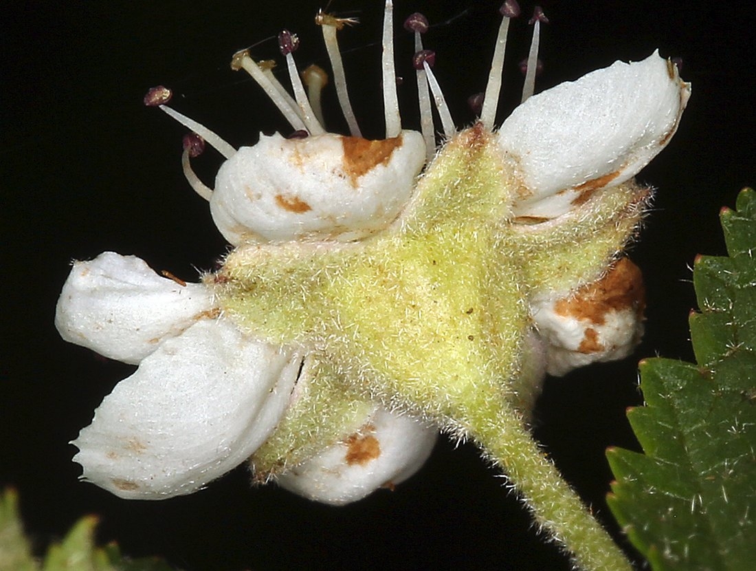 Physocarpus capitatus